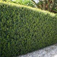 Box Hedge Alternative, Ilex Crenata Green Hedge 12 x 9cm Pots, Evergreen Hedge