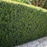 Box Hedge Alternative, Ilex Crenata Green Hedge 48 x 9cm Pots, Evergreen Hedge