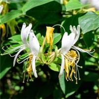 Honeysuckle Honey Baby, 3L Pot Compact Fragrant, Climber, Long Flowering Hardy
