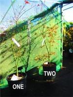 6ft inc. pot 25litre LARGE JAPANESE MAPLE Acer palmatum Sumi-nagashi