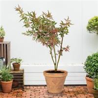 Ornamental Tree, Acer Iyoshi, Variegated Foliage, Low Maintenance, 10.5cm Pot
