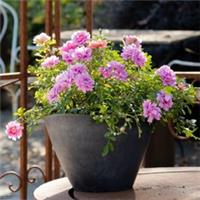 Rose Amirose 14cm x 3