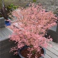 Acer Palmatum Tree 'Taylor' in 3L Pot Pink Japanese Maple Tree Acer For Garden