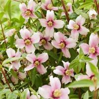 Philadelphus Petite Perfume Pink Established Plant in a 9cm