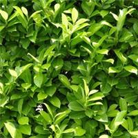Cherry Laurel Hedging, Evergreen Shrubs, 48 x 9cm Potted Plants, Fast Growing
