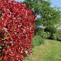 Photinia Red Robin, 24 x Hedge Plants in 9cm Pots, Evergreen Hardy Fast Growing
