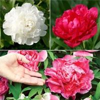 Hardy Peony Collection 3 x Bare Roots, Fragrant Red Pink White Summer Flowers