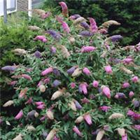 Butterfly Bush, Tricolour Buddleia, Fragrant Blooms, Pair in 2L Pots, Wildlife