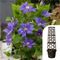 Climbing Patio Plants, Clematis Olympia and Tower Pot Planter Set, 10.5cm Potted