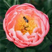 Peony 'Coral Sunset' Bare Root with 2/3 Buds