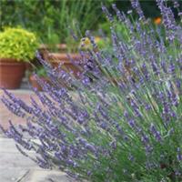 Lavender Phenomenal, 2 x 1.5L Pots, Fragrant Summer Flowers, Pollinator, Hardy