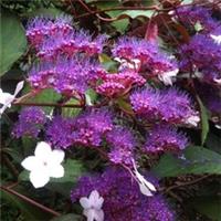 Pack of 3 Hydrangea 'Rosemary Foster' Established Plants in 9cm Pots