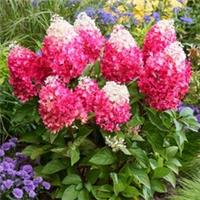 Hydrangea paniculata 'Red Velvet' Established Plant in a 12cm Pot