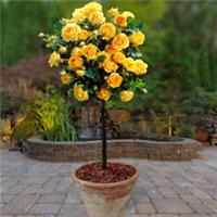 Pair of Yellow Rose Patio Standard Bare Roots
