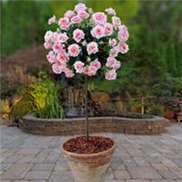 Pair of Pink Rose Patio Standard Bare Roots