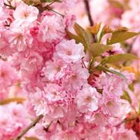 Flowering Cherry Tree Prunus 'Kanzan' Bare Root Tree, Cherry Blossom 80-100cm