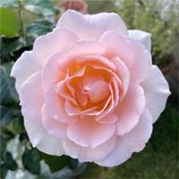 Harkness Roses - Rose 'Chandos Beauty'?, Bare Root Rose, Ready to Plant Rose