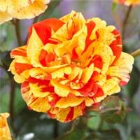 Rose Oranges and Lemons Papagena, Bare Root Floribunda, Yellow Orange, Fragrant