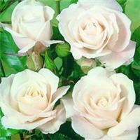 Climbing Rose Iceberg, Bare Root, Pure White Flowers, Vigorous Repeat Flowering