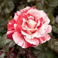 Rose Raspberry Ripple Papageno, Bare Root Floribunda, Striped Hardy Rose