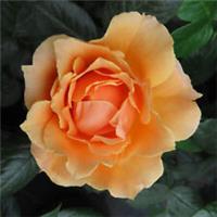 Rose King Arthur, Bare Root Rose, Fragrant Yellow Amber Blooms, Hardy, Border