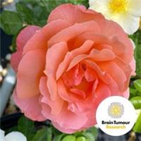 Harkness Roses, Alfred Robert Boe, Fragrant Rose, Repeat Flowering Bare Root