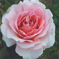 Harkness Roses - The Queen Elizabeth II Rose Bare Root