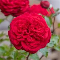 Harkness Roses, Rose Chelsea Pensioner, Fragrant Red Roses, 1 x Bare Root