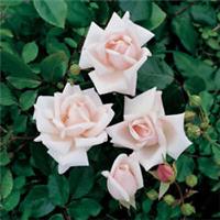 Climbing Rose New Dawn, 1 x Bare Root, Shell Pink Fragrant Rose, Ready to Plant