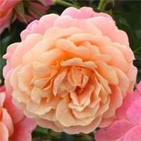 Climbing Rose 'Peach Melba', Bare Root, Grow Roses for Gardens and Pots, Scented