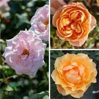 Rose 'English Legends' Collection, Set of Three Bare Root Roses