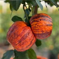 Rainbow Orange Citrus Tree 70-90cm Tall, Striped, Fragrant, Evergreen in 4L Pot