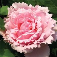 Rose Sophie Rochas, Bare Root Floribunda, Fragrant Pink Double Blooms, Hardy