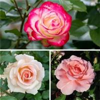 Heaven Scent Collection Set of 3 Bare Root Roses