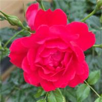 Harkness Rose Raspberry Royale, 1 x Bare Root Patio, Fragrant Red Flowers