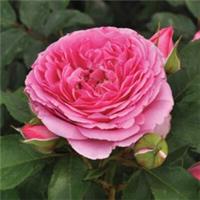 Rose Platinum Jubilee, Bare Root, Pink Double Blooms, Compact Hardy Garden Rose
