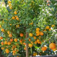 Citrus Fruit Tree, Calamondin Orange, fragrant flowers, fruits, 22cm potted