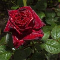 Rose 'Black Baccara', Bare Root, Ready to Plant