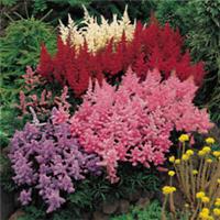 Astilbe Plum Bouquet Mix, 5 x Bare Roots, Hardy Fragrant Summer Flowering
