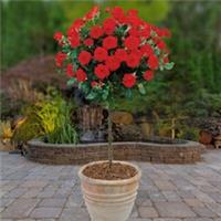 Pair of Red Rose Patio Standard Bare Roots