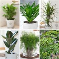 Houseplant Collection Mix, Set of 6 Indoor Plants in 12cm Pots, Air Purify, Easy