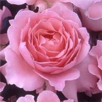 Harkness Rose Ask Maureen, Bare Root Floribunda, Fragrant Pink Flowers Gift Rose