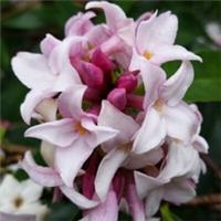 Daphne 'Perfume Princess' in a 13cm Pot, Fragrant Spring Flowering Evergreen