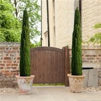 Pair of Italian Cypress Trees 60-80cm Tall Ornamental Trees in 14cm Pots