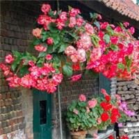 Belgian Giant Trailing Begonias, 10 x Tubers