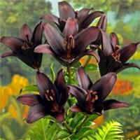 Lily Secret Kiss, 10 x Bulbs, Hardy Asiatic, Deep Black Cherry Summer Flowers
