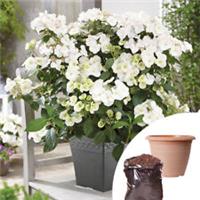 Hydrangea Plant, Runaway Bride, 14cm potted, with 20L compost and 40cm planter