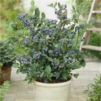 Fruit Plants Blueberry Collection 3 Varieties, Edible Berries, 3 x 9cm Pots