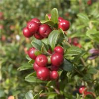 Cranberry 'Pilgrim', Edible Cranberries, Grow Your Own, Red Berries
