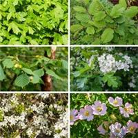 Mixed Native Hedging Collection 90-120cm Tall, Set of 50 Hedges